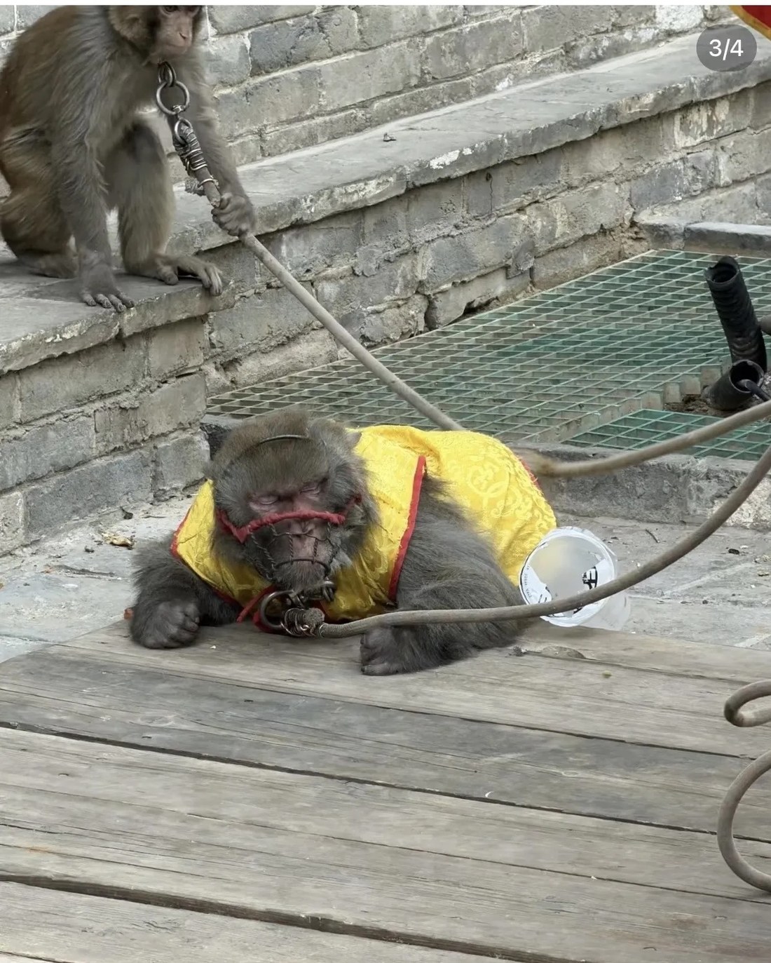 Affe bei einer Show in Longquan Ancient Town, Shijiazhuang, Hebei, mit Metallmaulkorb und Seil fixiert