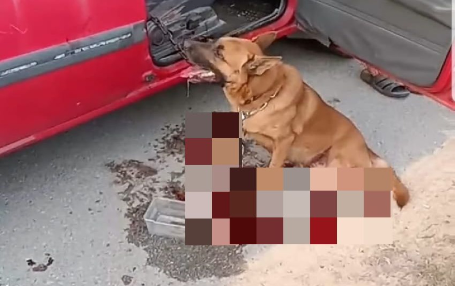 Bild aus oeffentlicher Berichterstattung, lokal gespeichert: Malaysia: Hund an Auto gekettet und zu Tode geschleift. Bildquelle: MustShareNews: Dog dies after being chained to car in M'sia & dragged.