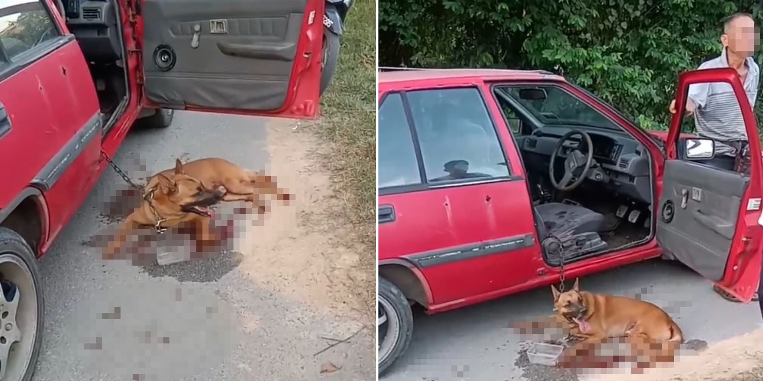 Bild aus oeffentlicher Berichterstattung, lokal gespeichert: Malaysia: Hund an Auto gekettet und zu Tode geschleift. Bildquelle: MustShareNews: Dog dies after being chained to car in M'sia & dragged.