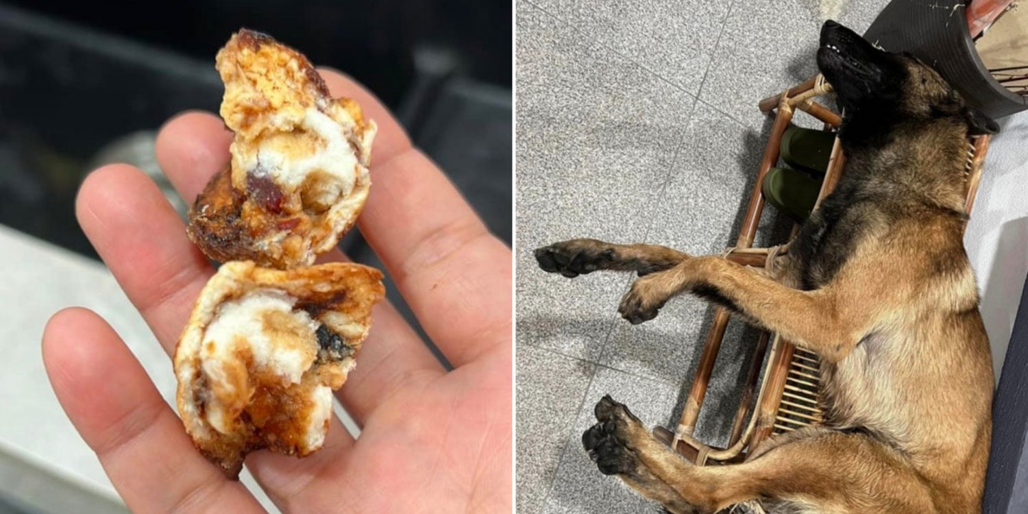 Bild aus oeffentlicher Berichterstattung, lokal gespeichert: Malaysia: Haushund stirbt nach mutmasslich vergiftetem Broetchen. Bildquelle: MustShareNews: M'sia pet dog dies after eating poisoned bun.