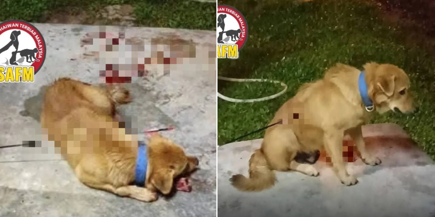 Bild aus oeffentlicher Berichterstattung, lokal gespeichert: Malaysia: Farmhund stirbt nach Pfeilschuss. Bildquelle: MustShareNews: Dog dies after being shot with arrow at farm in Malaysia.