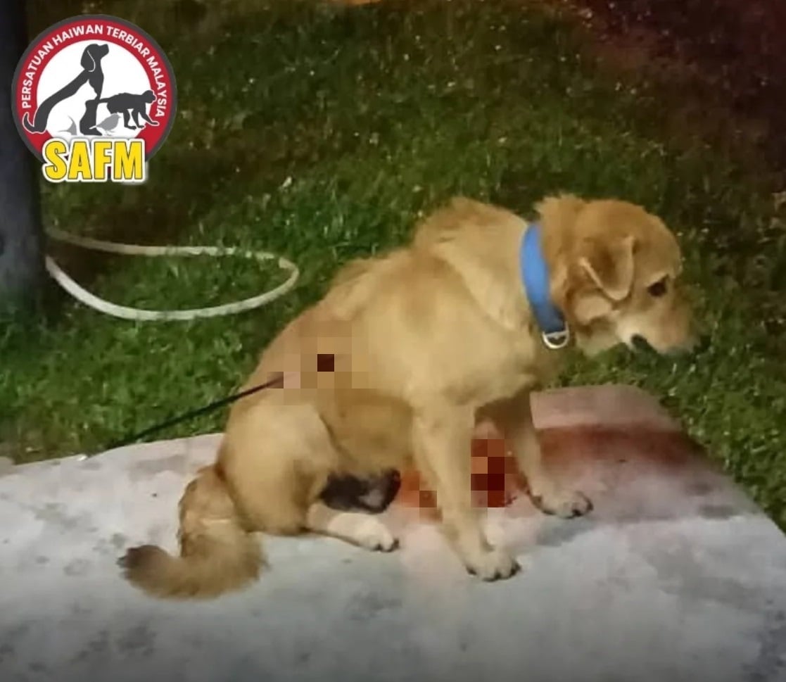 Bild aus oeffentlicher Berichterstattung, lokal gespeichert: Malaysia: Farmhund stirbt nach Pfeilschuss. Bildquelle: MustShareNews: Dog dies after being shot with arrow at farm in Malaysia.