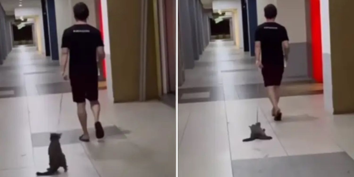 Bild aus oeffentlicher Berichterstattung, lokal gespeichert: Malaysia: Mann zieht Katze am Hals ueber den Boden. Bildquelle: MustShareNews: 43-year-old man in Malaysia drags cat by its neck across floor.