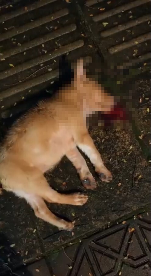 Oeffentlich berichtetes Bild von MustShareNews, lokal gesichert: Malaysia: Welpe stirbt nach Misshandlung an schweren Verletzungen.