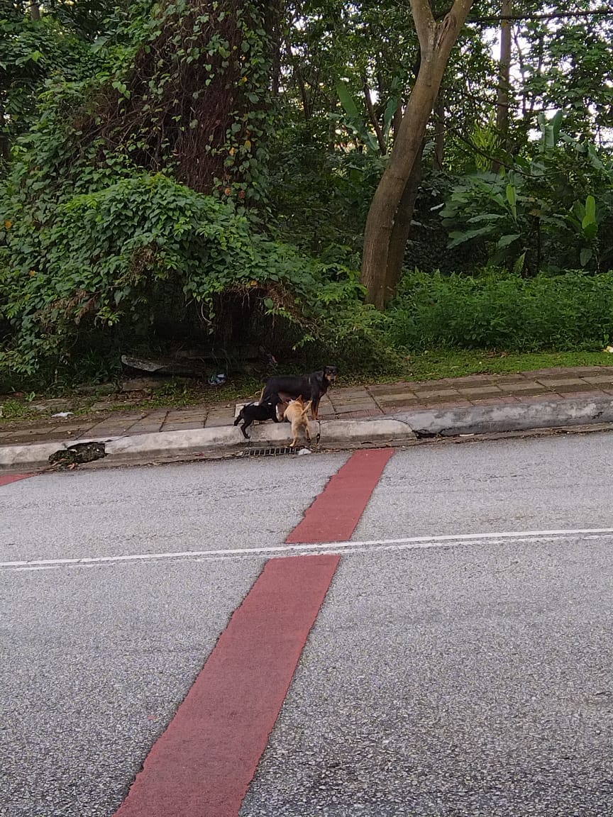 Oeffentlich berichtetes Bild von MustShareNews, lokal gesichert: Malaysia: Welpe stirbt nach Misshandlung an schweren Verletzungen.