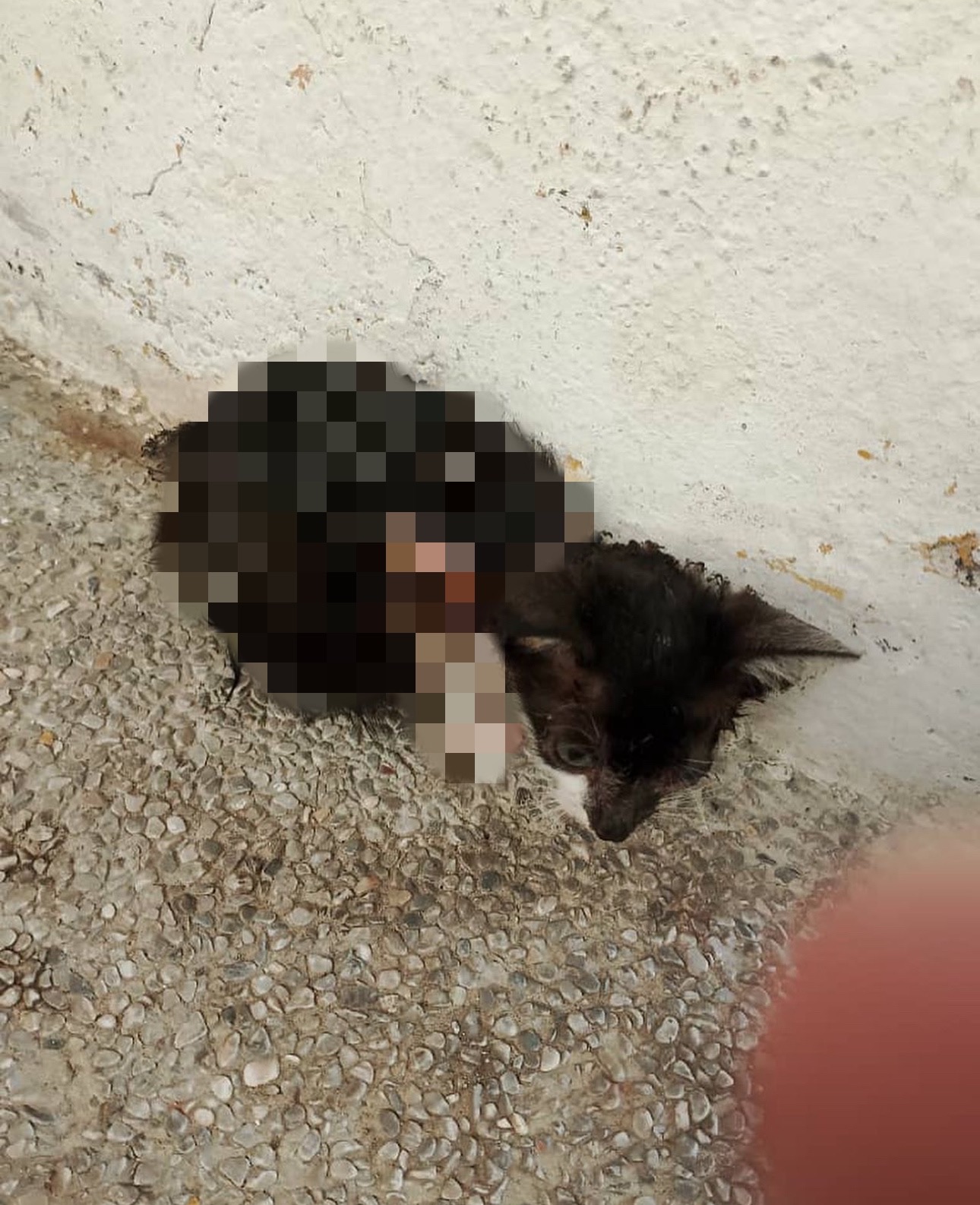 Oeffentlich berichtetes Bild, lokal gespeichert: Malaysia: drei Personen verdaechtigt, ein Katzenjunges angezuendet zu haben. Bildquelle: MustShareNews: Police hunting 3 suspects who set kitten on fire in M'sia.