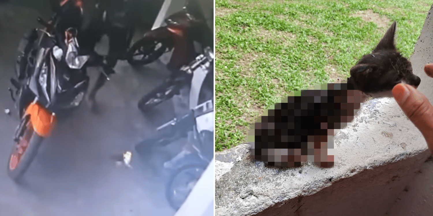 Oeffentlich berichtetes Bild, lokal gespeichert: Malaysia: drei Personen verdaechtigt, ein Katzenjunges angezuendet zu haben. Bildquelle: MustShareNews: Police hunting 3 suspects who set kitten on fire in M'sia.
