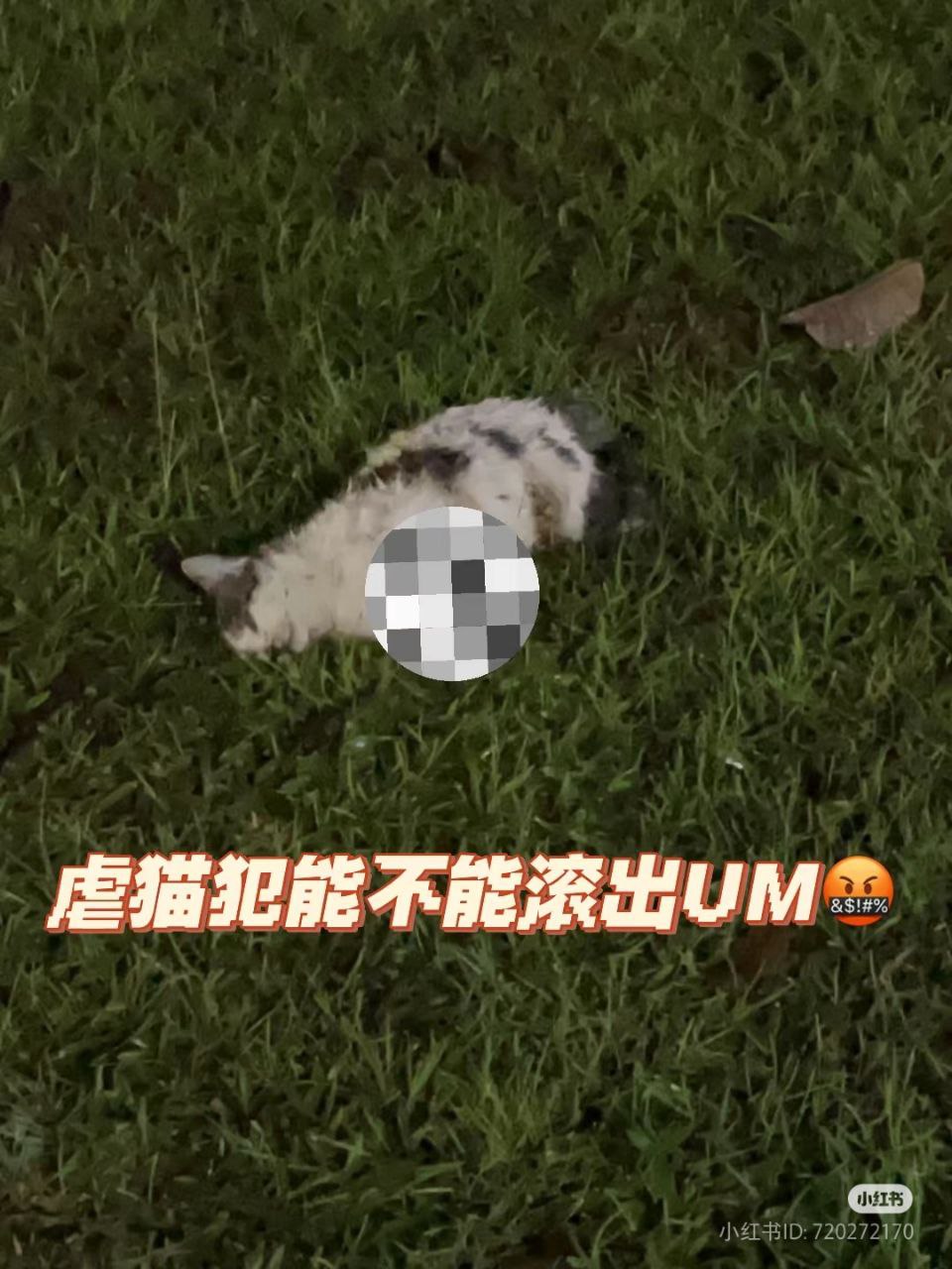 Oeffentlich berichtetes Bild, lokal gespeichert: Malaysia: Universitaetskatze zerlegt aufgefunden, mutmasslicher Misshandlungsfall. Bildquelle: MustShareNews: Cat found dismembered at M'sian university.