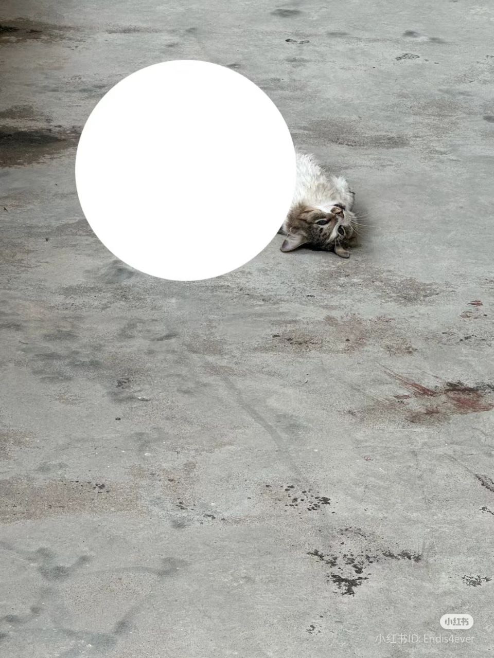 Oeffentlich berichtetes Bild, lokal gespeichert: Malaysia: Universitaetskatze zerlegt aufgefunden, mutmasslicher Misshandlungsfall. Bildquelle: MustShareNews: Cat found dismembered at M'sian university.