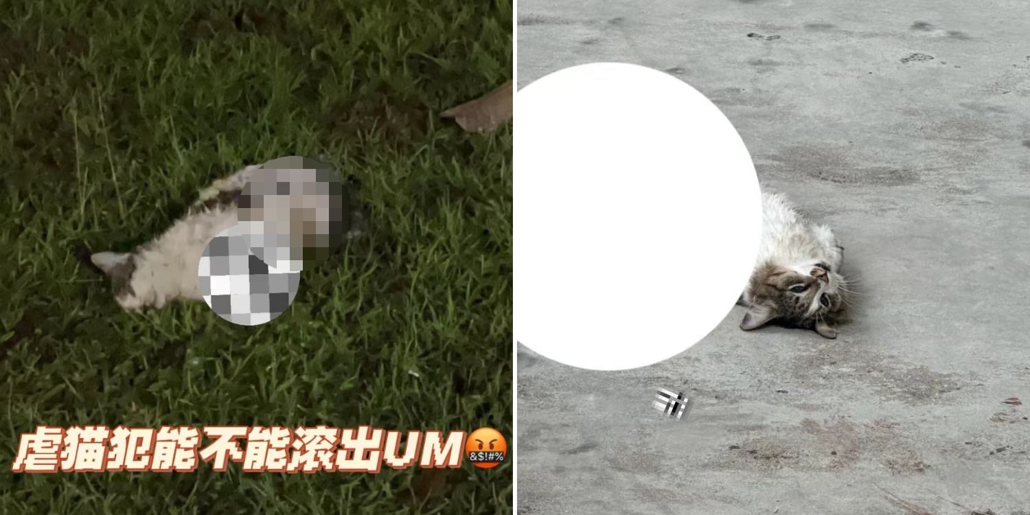 Oeffentlich berichtetes Bild, lokal gespeichert: Malaysia: Universitaetskatze zerlegt aufgefunden, mutmasslicher Misshandlungsfall. Bildquelle: MustShareNews: Cat found dismembered at M'sian university.