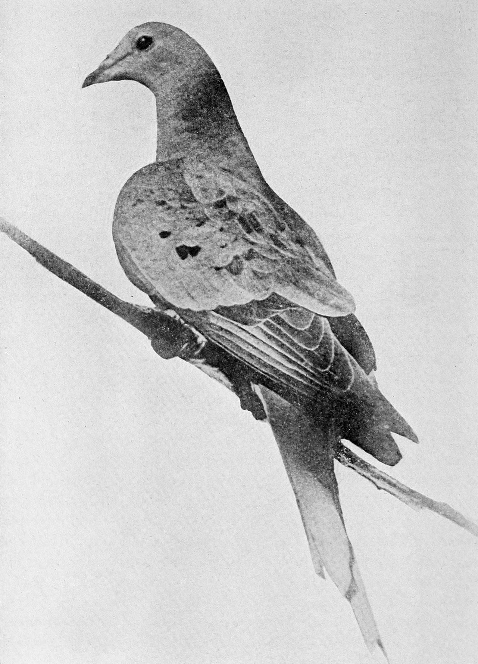 Historisches Foto von Martha in der Sammlung. Bildquelle: Wikimedia Commons, lokal gespeichert.