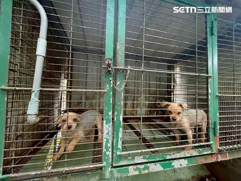 Im Bericht gezeigtes Bild der Kennelumgebung. Bildquelle: Sanli News / weiterveroeffentlichte Mirror Media-Seite, lokal gespeichert.