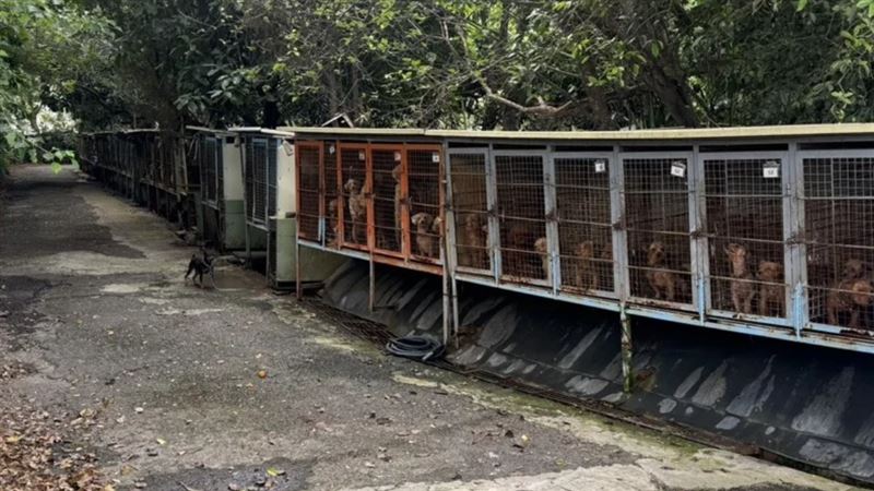 Kaefigbild aus Medienberichten zum Renren Kennel. Bildquelle: Sanli News / weiterveroeffentlichte Mirror Media-Seite, lokal gespeichert.