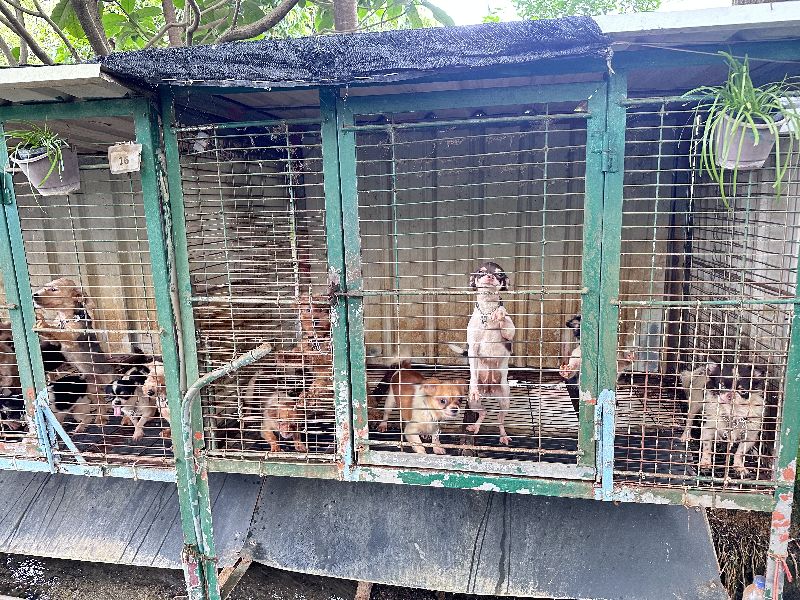 Im Bericht gezeigtes Bild mit Bezug zu Kreisregierung oder Tierschutzstelle. Bildquelle: Sanli News / weiterveroeffentlichte Mirror Media-Seite, lokal gespeichert.