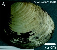 Oeffentliches Bild von Mings Schale. Bildquelle: Wikimedia Commons, lokal gespeichert.