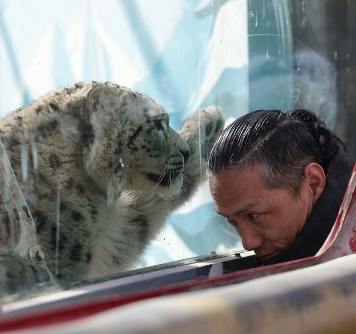 Rettungspersonal mit dem jungen Schneeleoparden Ling Xiaozhe. Bildquelle: Xinhua.