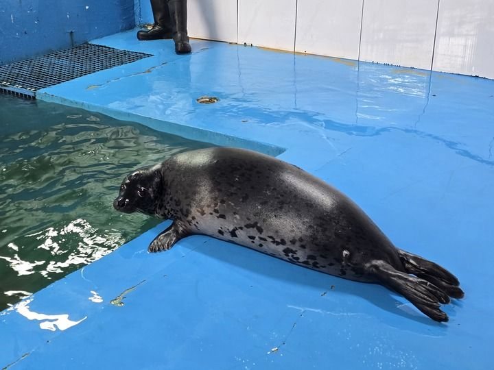 Der Seehund Nana wird in einer Fachinstitution versorgt. Bildquelle: Xinhua.
