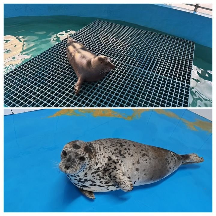 Der Seehund Nana waehrend der Rettung. Bildquelle: Xinhua.