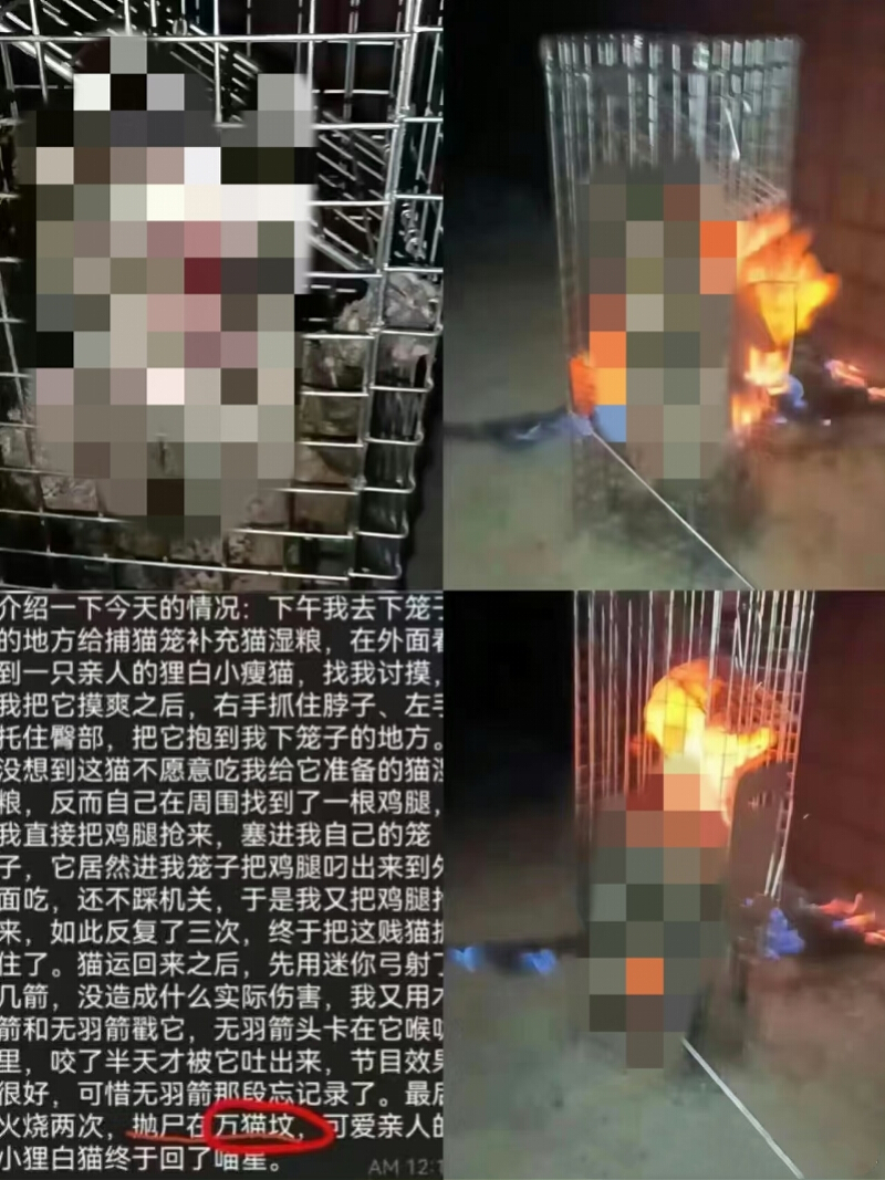 Screenshot der von Li veroeffentlichten Katzenmisshandlungsinhalte, verwendet in einem Bericht von CQNews nach Southern Metropolis Daily; die Quellseite hat das Bild bearbeitet. Quelle: CQNews / Southern Metropolis Daily.