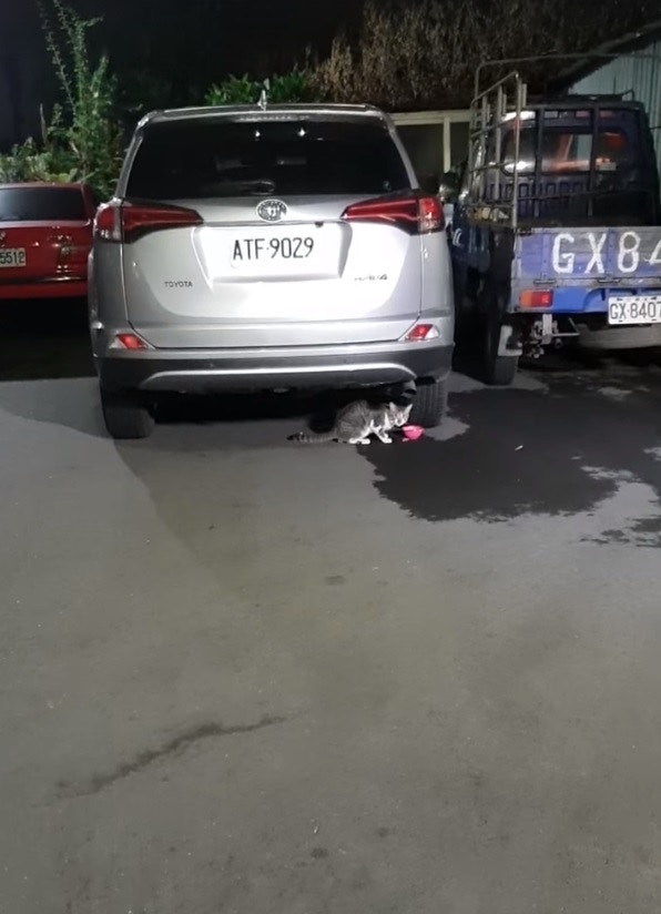 HK01 video still from the Luzhou hot-water stray-cat incident