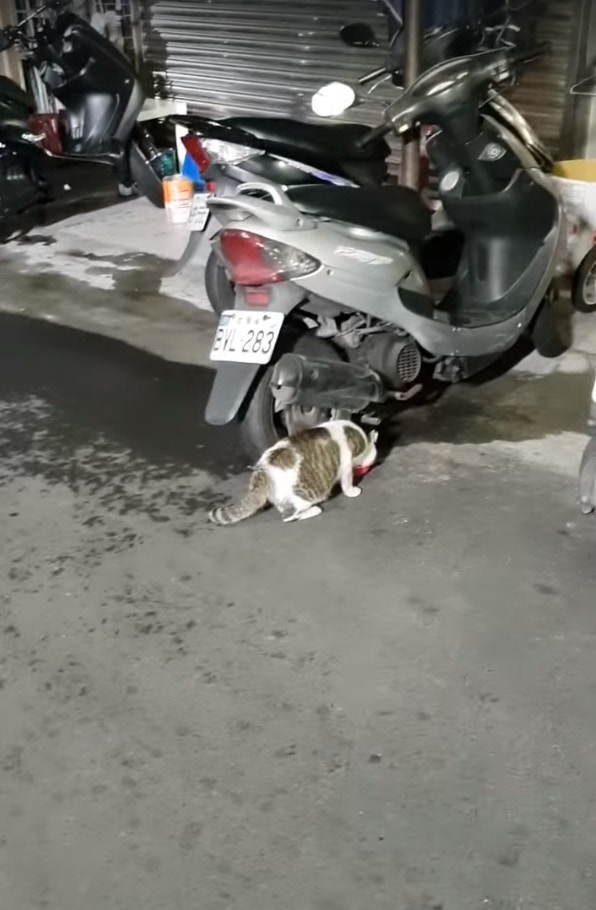 HK01 video still from the Luzhou hot-water stray-cat incident