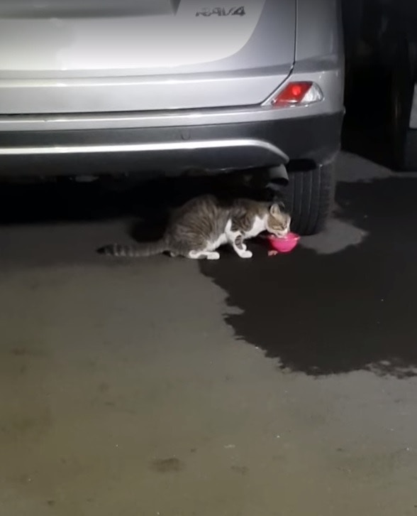 HK01 video still from the Luzhou hot-water stray-cat incident