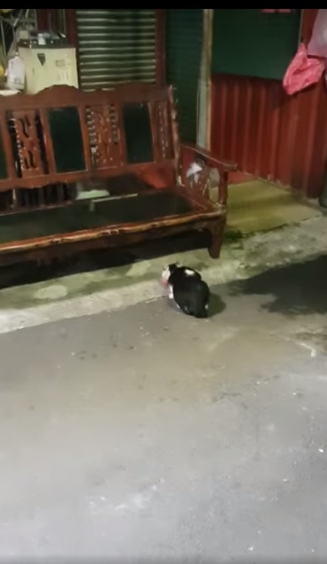 HK01 video still from the Luzhou hot-water stray-cat incident