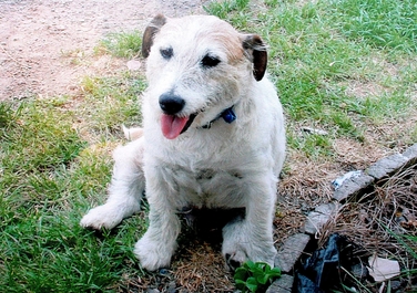 George, Jack Russell Terrier