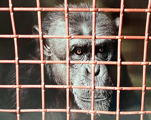 Oeffentliches Bild von Nim Chimpsky. Bildquelle: Wikimedia Commons, lokal gespeichert.