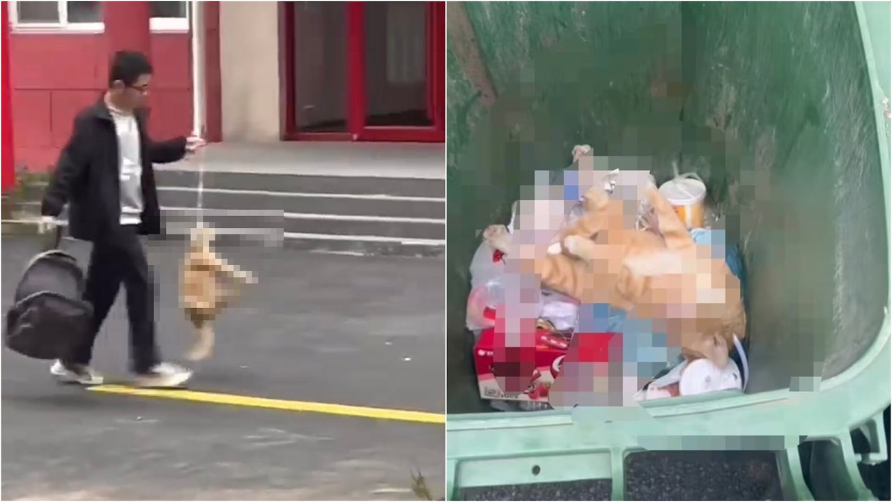 Videoscreenshot aus einem oeffentlichen Bericht, der die Verletzung einer Katze auf dem Campus zeigt. Quelle: HK01.