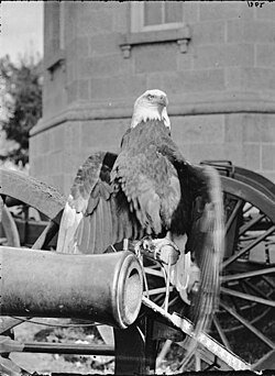 Historisches Bild von Old Abe. Bildquelle: Wikimedia Commons, lokal gespeichert.