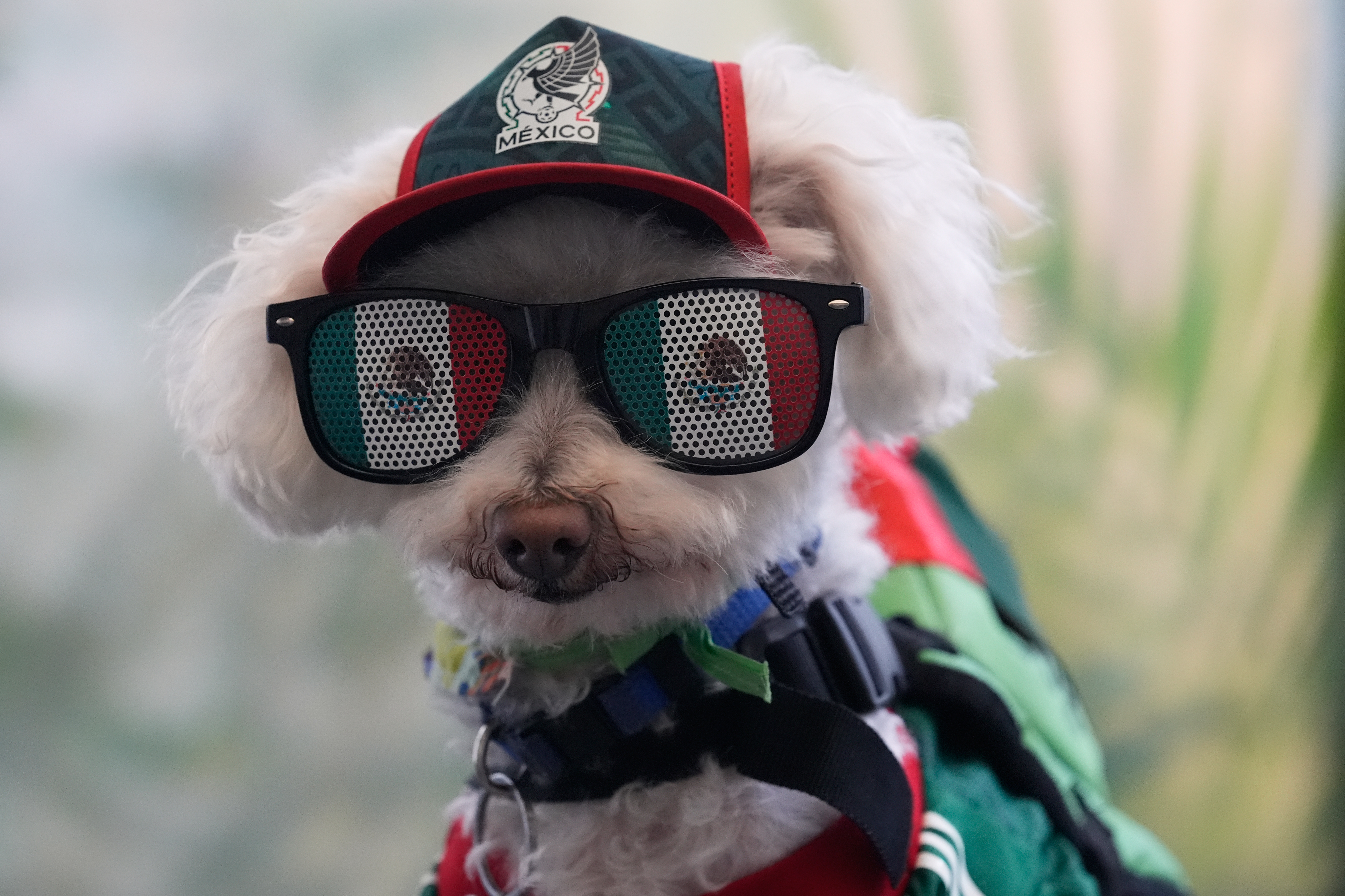 Waehrend der Weltmeisterschaft erschien Osito mit Mexiko-Trikot, Muetze und Sonnenbrille in der Menge. Quelle: AP Photo / Marco Ugarte.
