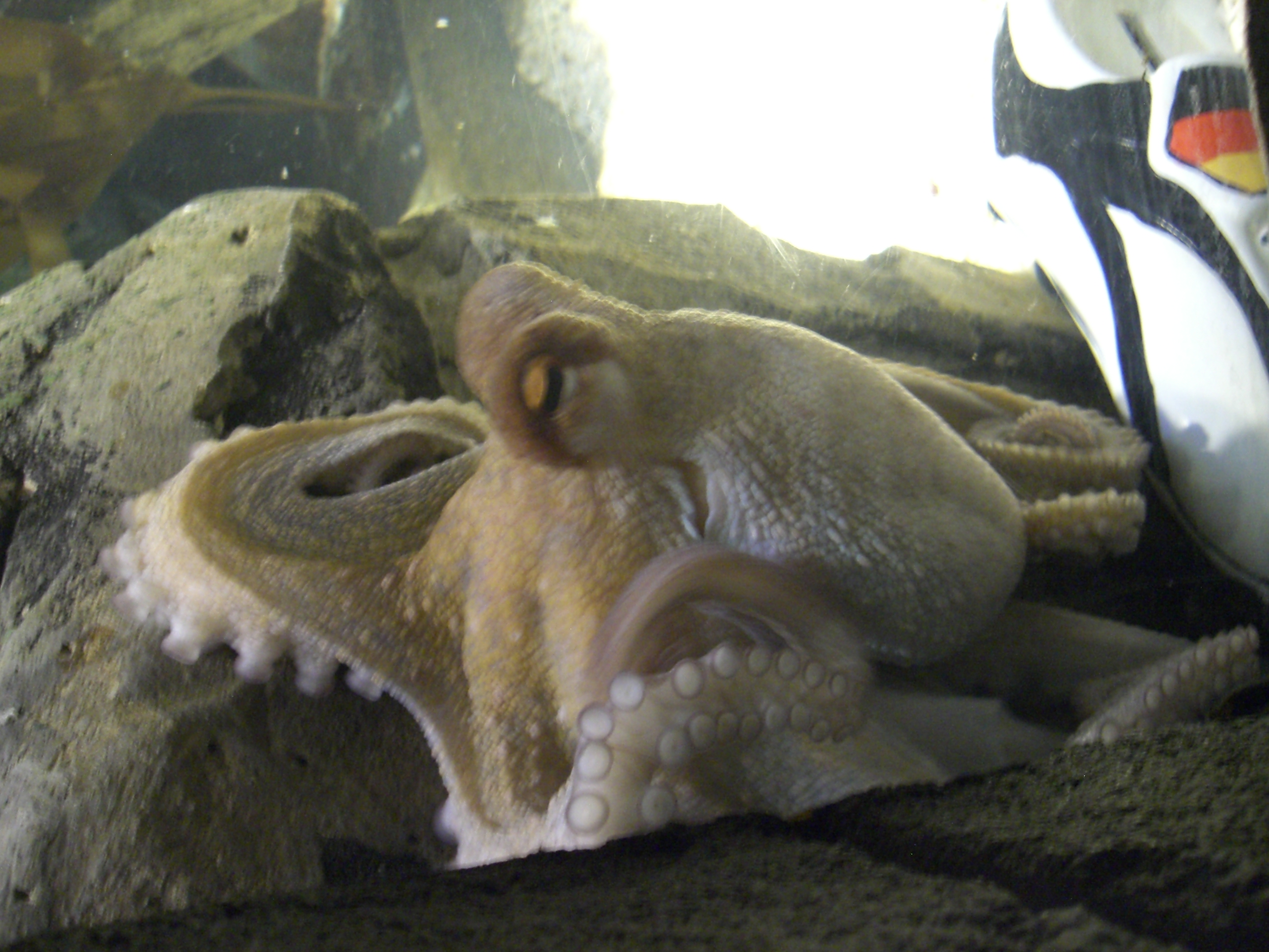 Oeffentliches Bild von Paul. Bildquelle: Wikimedia Commons, lokal gespeichert.