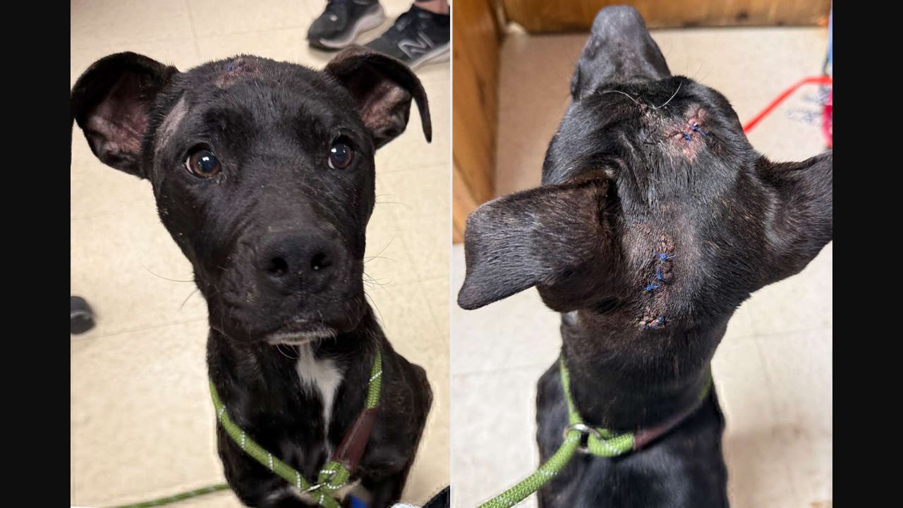 Bild aus dem People-Bericht: Bailey und Verletzungsbilder, als Quelle angegeben: Central PA Humane Society.