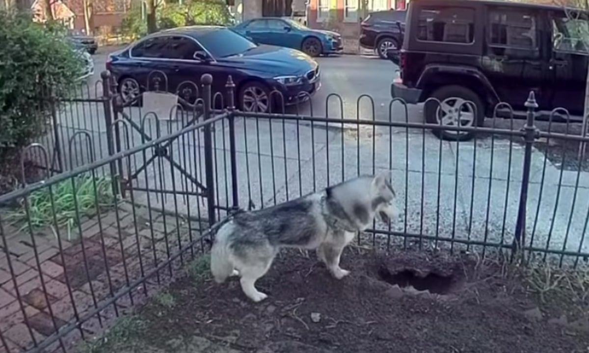 Kobe, der Husky aus Philadelphia