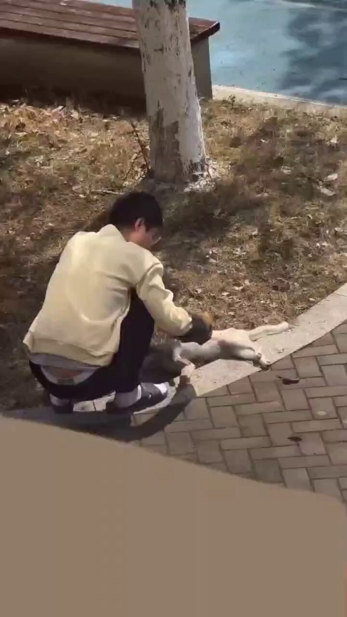 X 平台长期可见帖中的视频缩略图，涉及蔡晨曦、骗领养和父母职业等爆料
