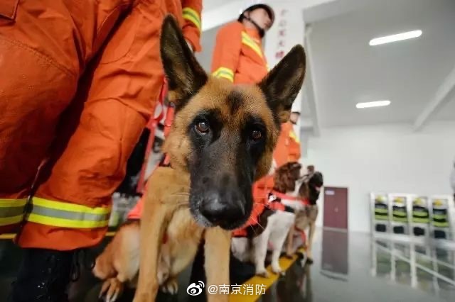 Oeffentliches Berichtsfoto zum verdienten Suchhund Shenhu aus dem Wenchuan-Erdbeben. Bildquelle: CCTV News App, lokal gesicherte Kopie.