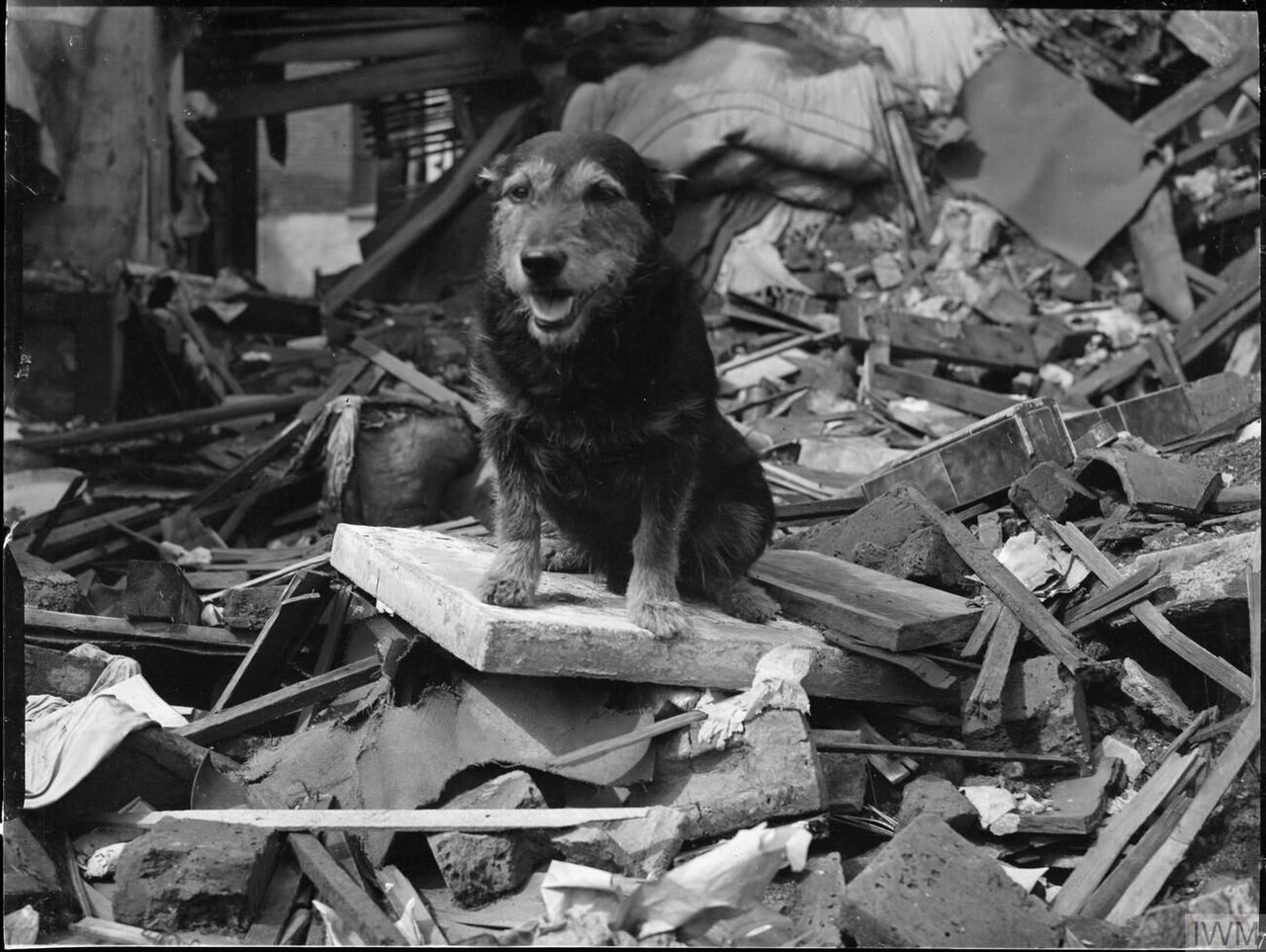 Suchhund Rip. Bildquelle: Imperial War Museums / Wikimedia Commons.