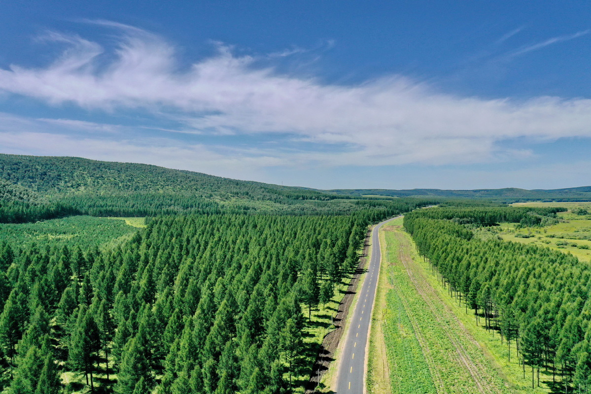Luftbild der Saihanba-Forstlandschaft