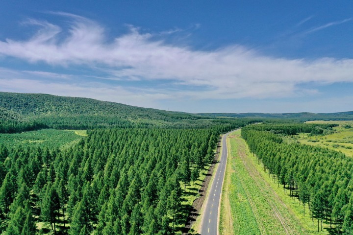 Saihanba-Landschaft