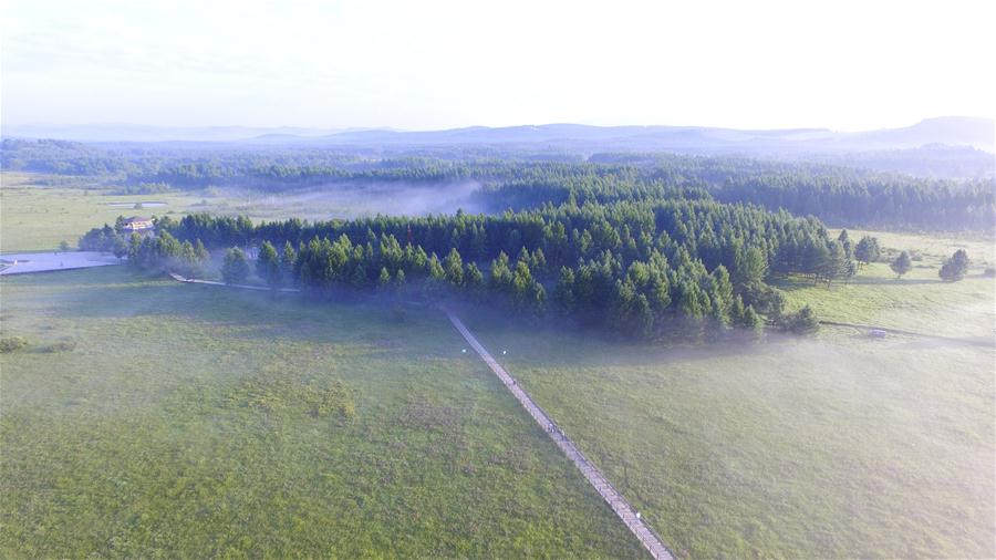 Waldlandschaft in Saihanba