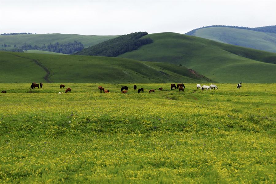 Forstlandschaft und Wege in Saihanba