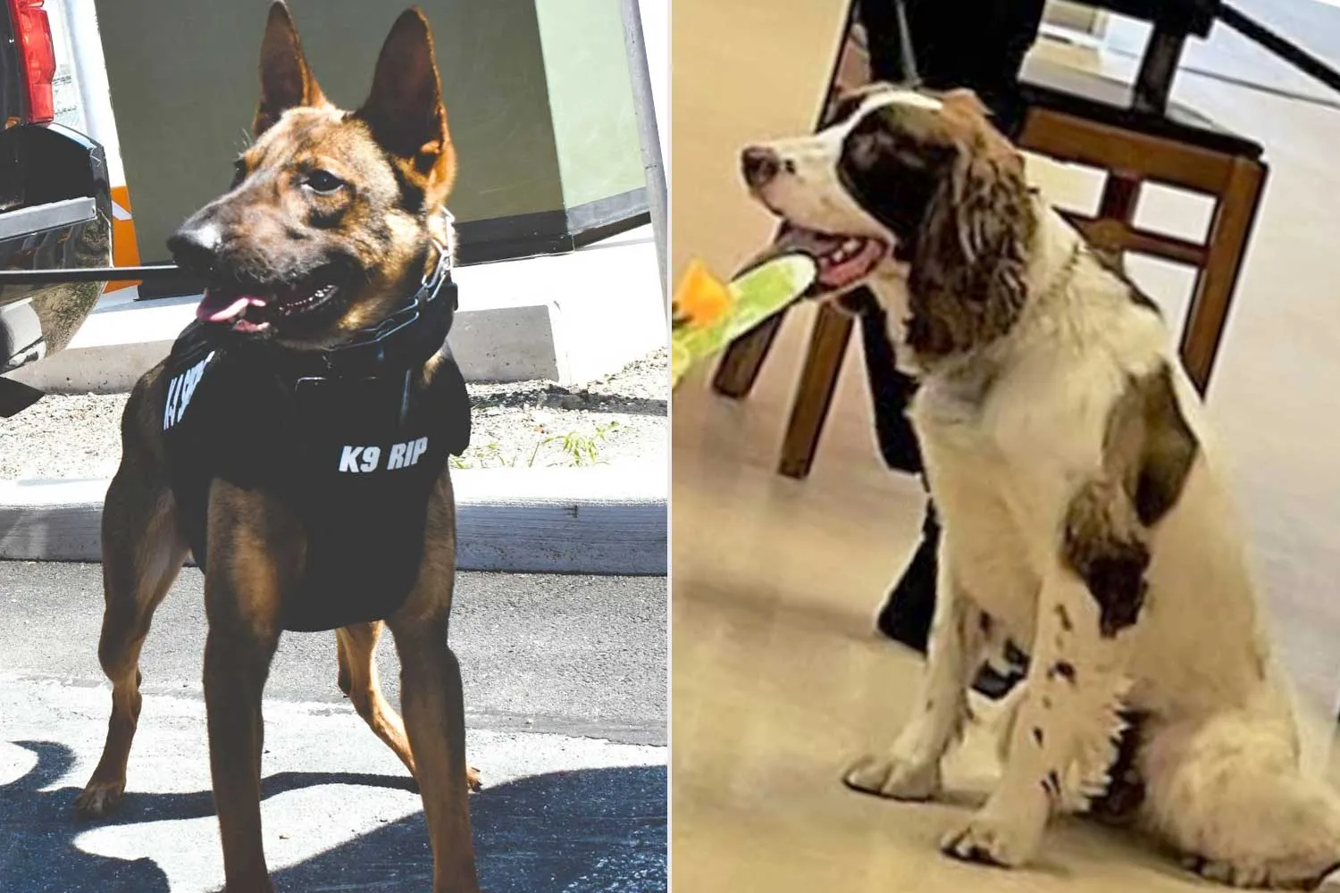 Gedenkbild des Salem County Sheriff's Office fuer K-9 Rip und K-9 Boomer