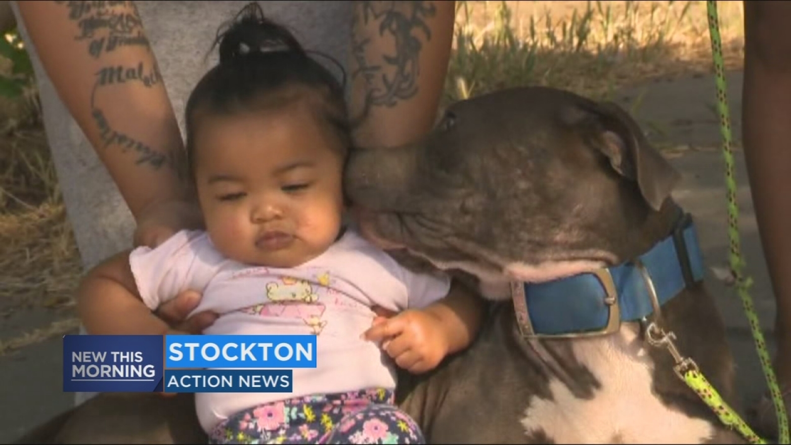 Sasha : la pit bull qui a aide a sauver un bebe lors d'un incendie a Stockton