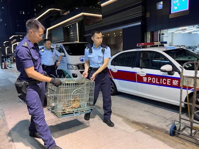 Erwachsene Katzen aus Sham Shui Po wurden von der SPCA uebernommen
