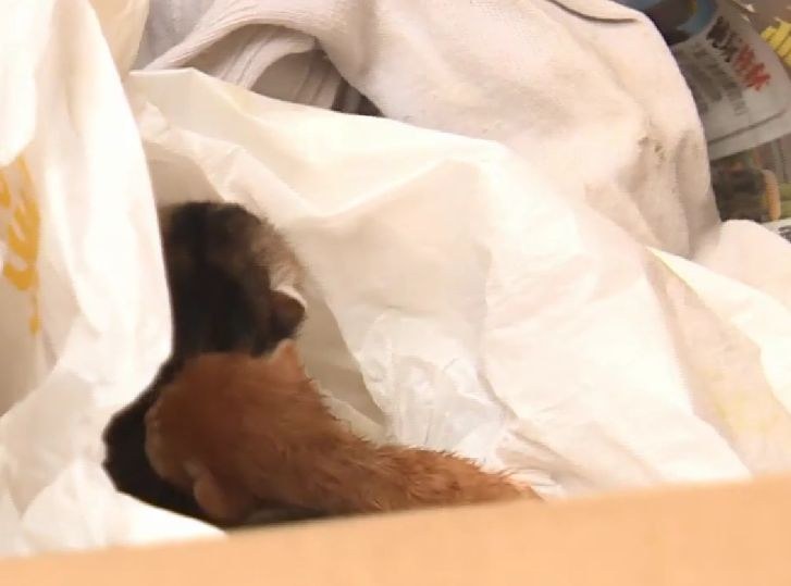 Gerettetes neugeborenes Kaetzchen aus Sham Shui Po