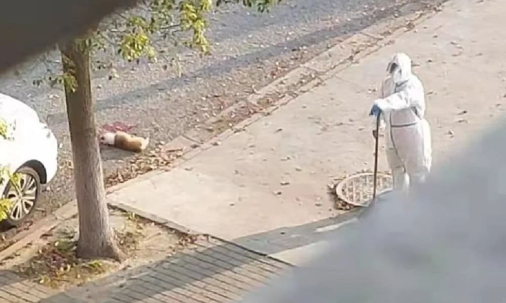 Screenshot aus einem oeffentlichen Video, nachdem der Corgi in Caolu, Shanghai, an den Strassenrand gezogen worden war