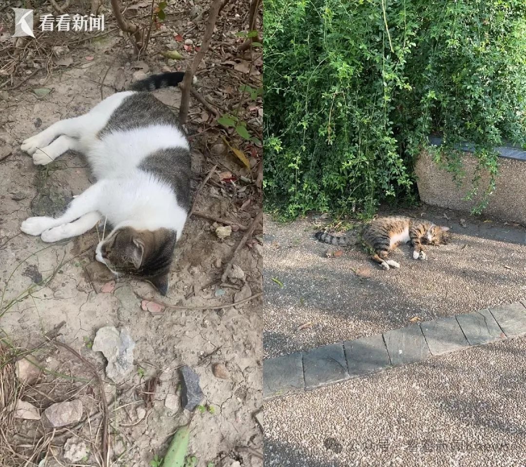 Fundort einer toten Streunerkatze