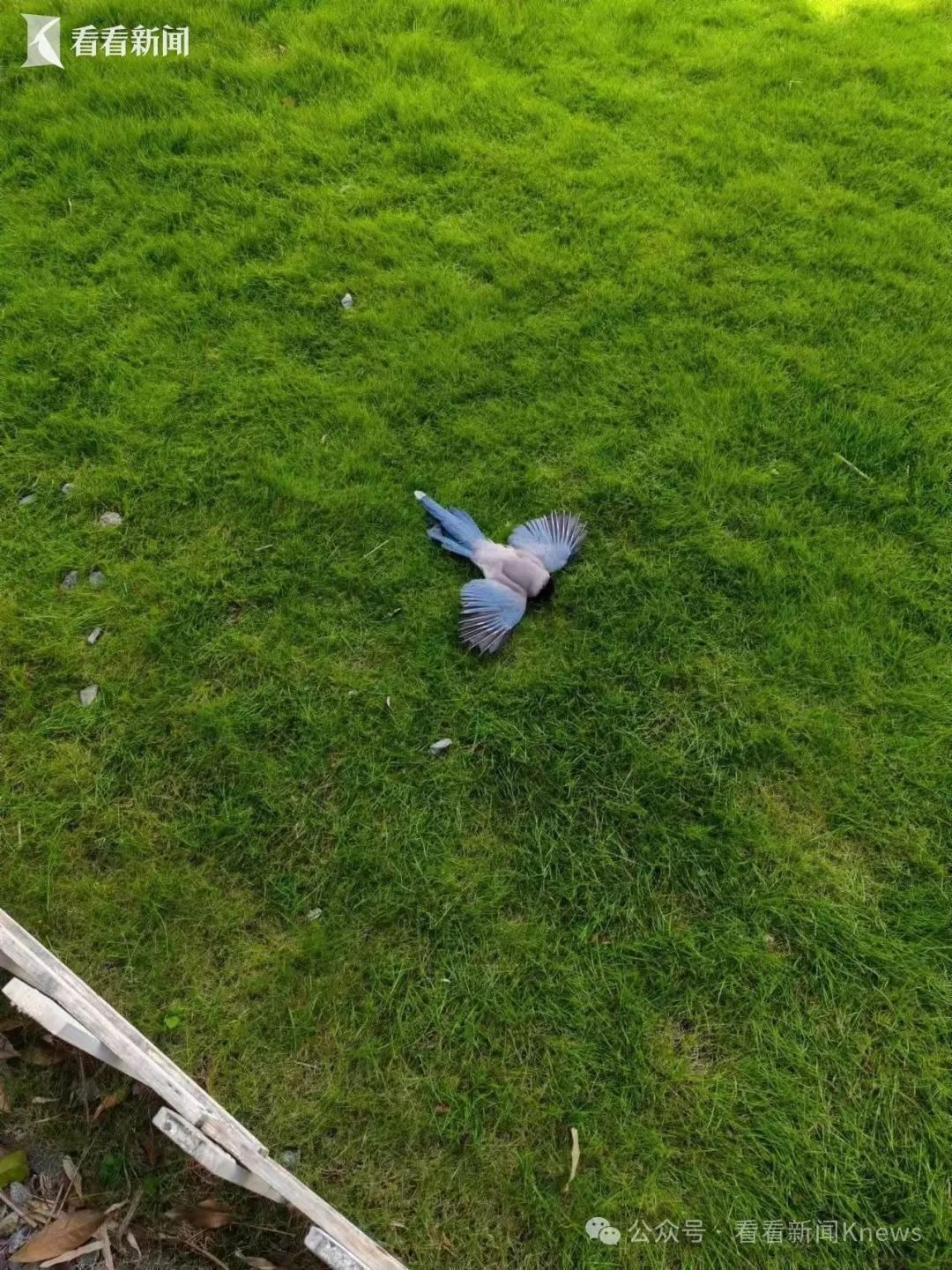 Toter kleiner Vogel auf dem Rasen