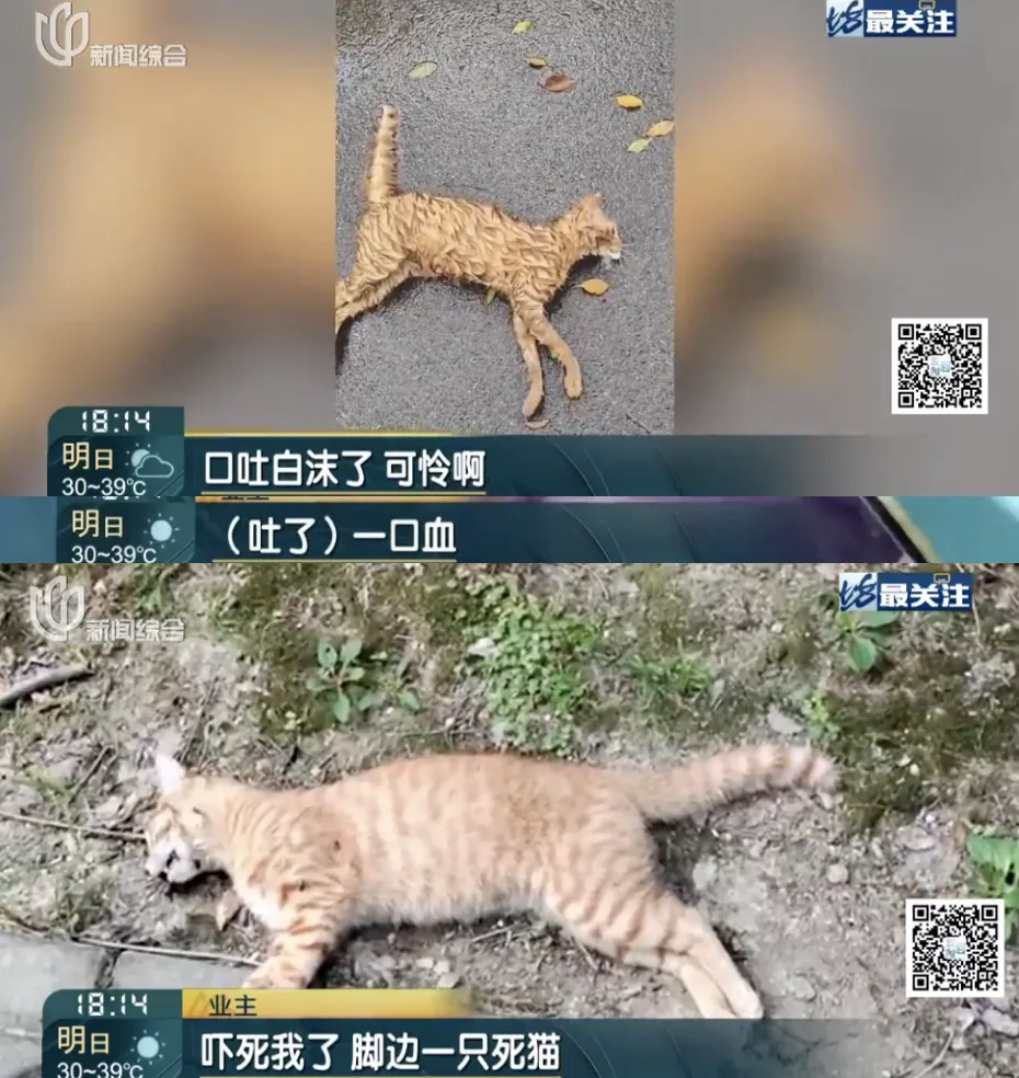 Von Bewohnern aufgenommenes Bild einer toten Katze